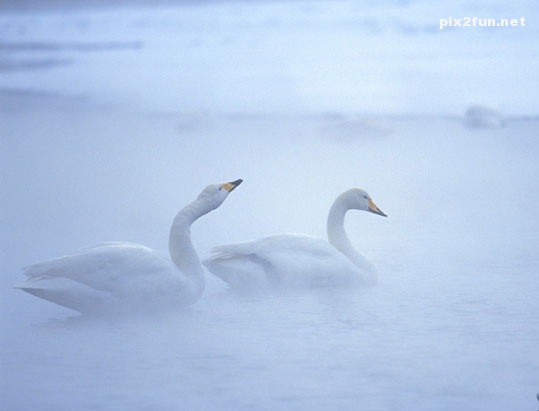 swan_wallpapers_002