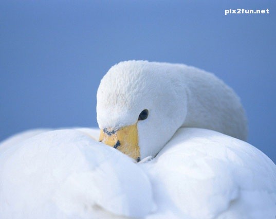 swan_wallpapers_003