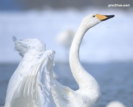 swan_wallpapers_004
