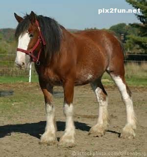 عکس های جدید از اسب