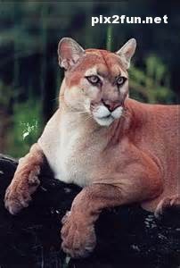 عکس های جدید از یوزپلنگ