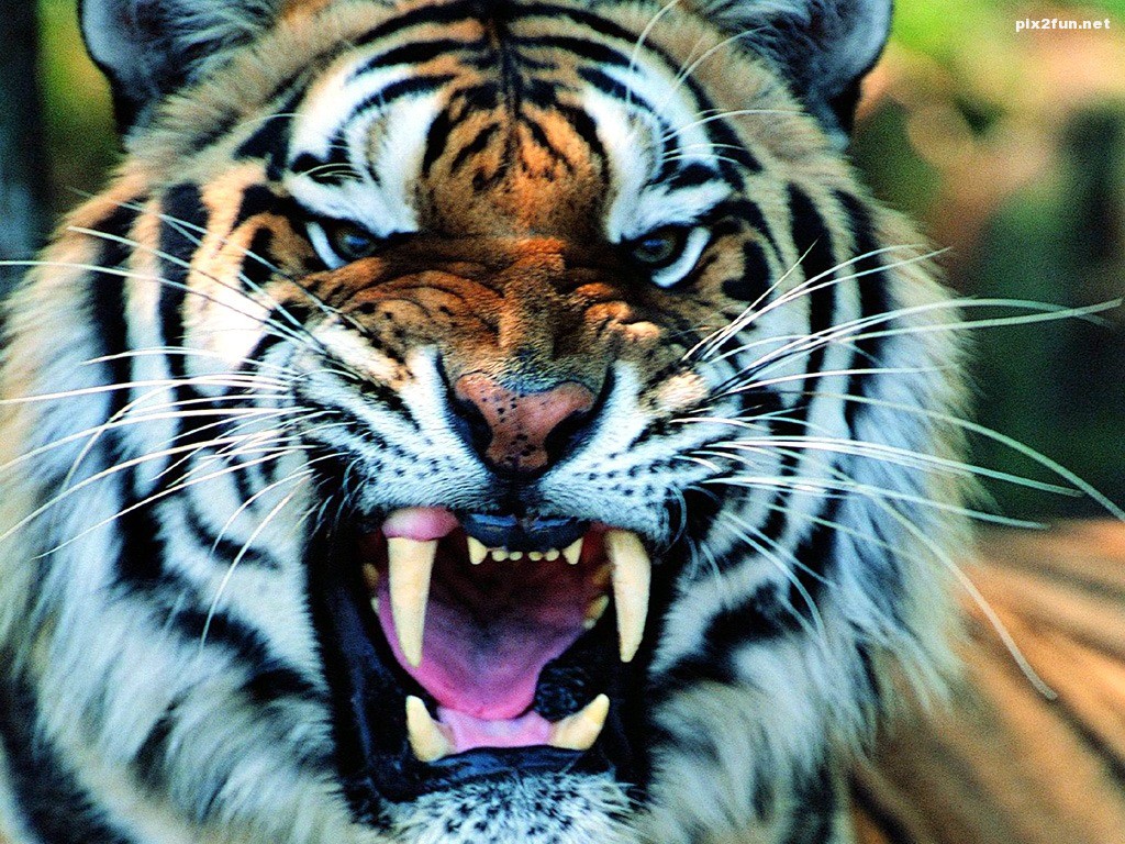 tiger-wallpaper_1024x768_429p5