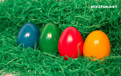 tokhm_morgh_rangi_05