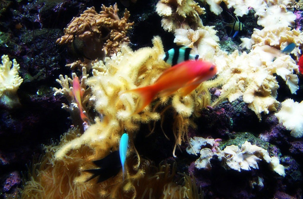 underwater_world_008