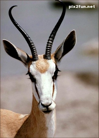 عکس های جدید از آهو کوهی