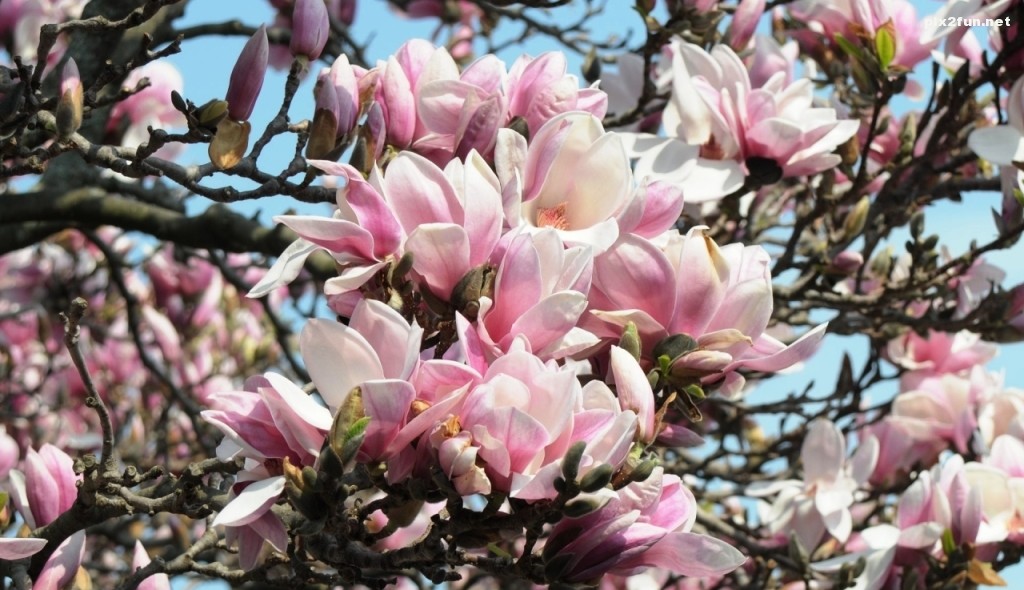 wall1333232131_img949