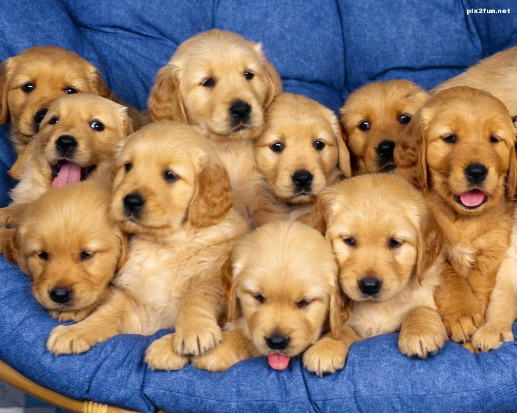 wallpapere_cu_pui_de_caini