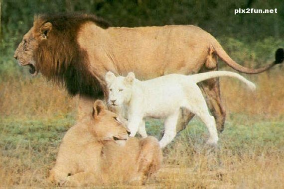 عکس از شیر های سفید