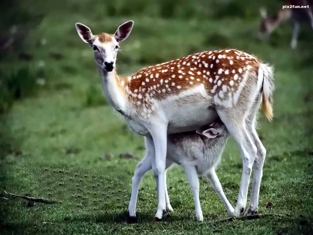 ws_Deer_1024x768