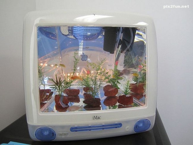 عکسهای جالب از آکواریوم با طرح مانیتور