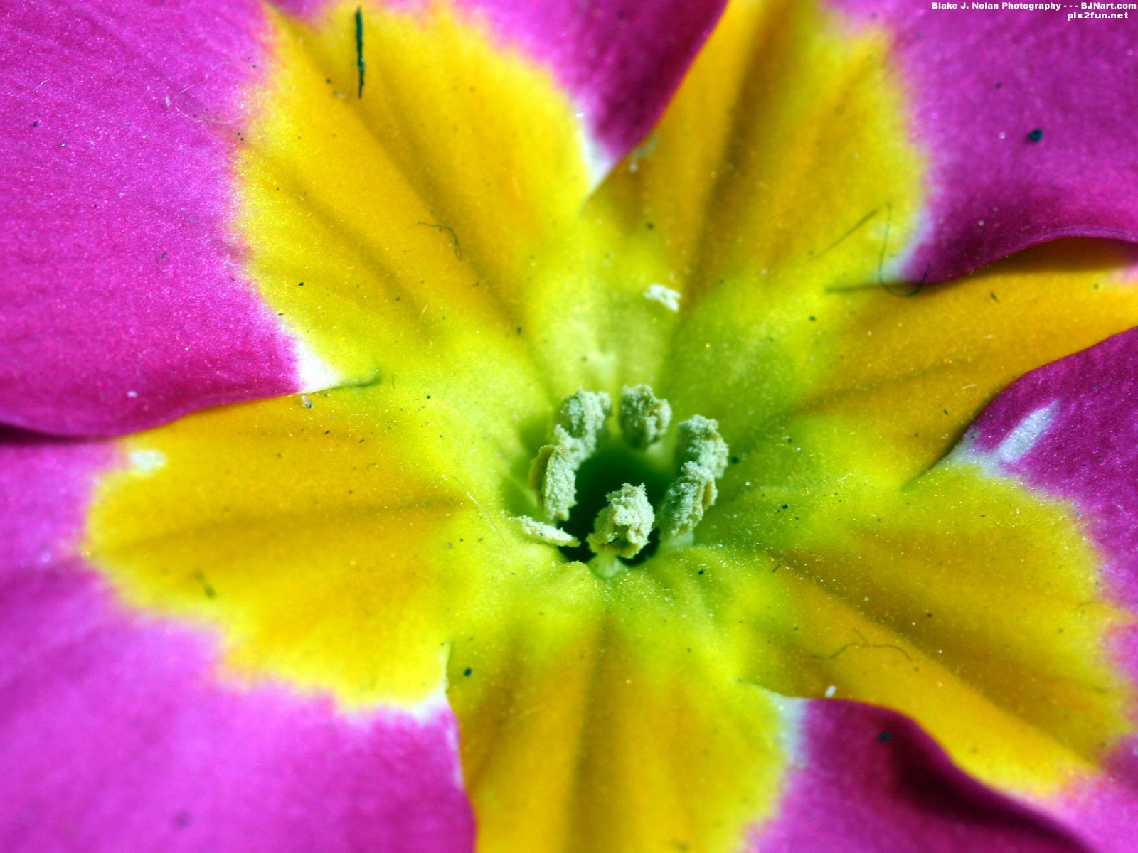 والپیپر های بسیار زیبا با موضوع گل