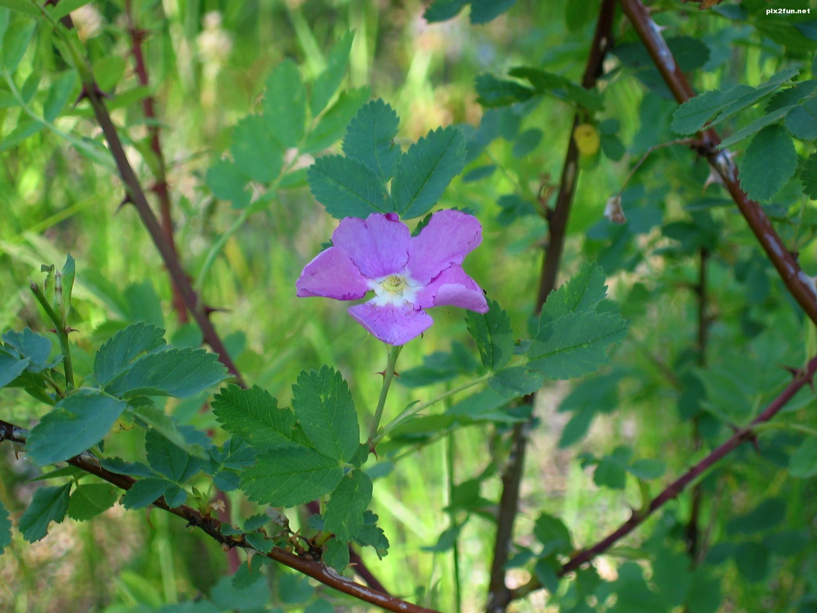 والپیپر های بسیار زیبا با موضوع گل