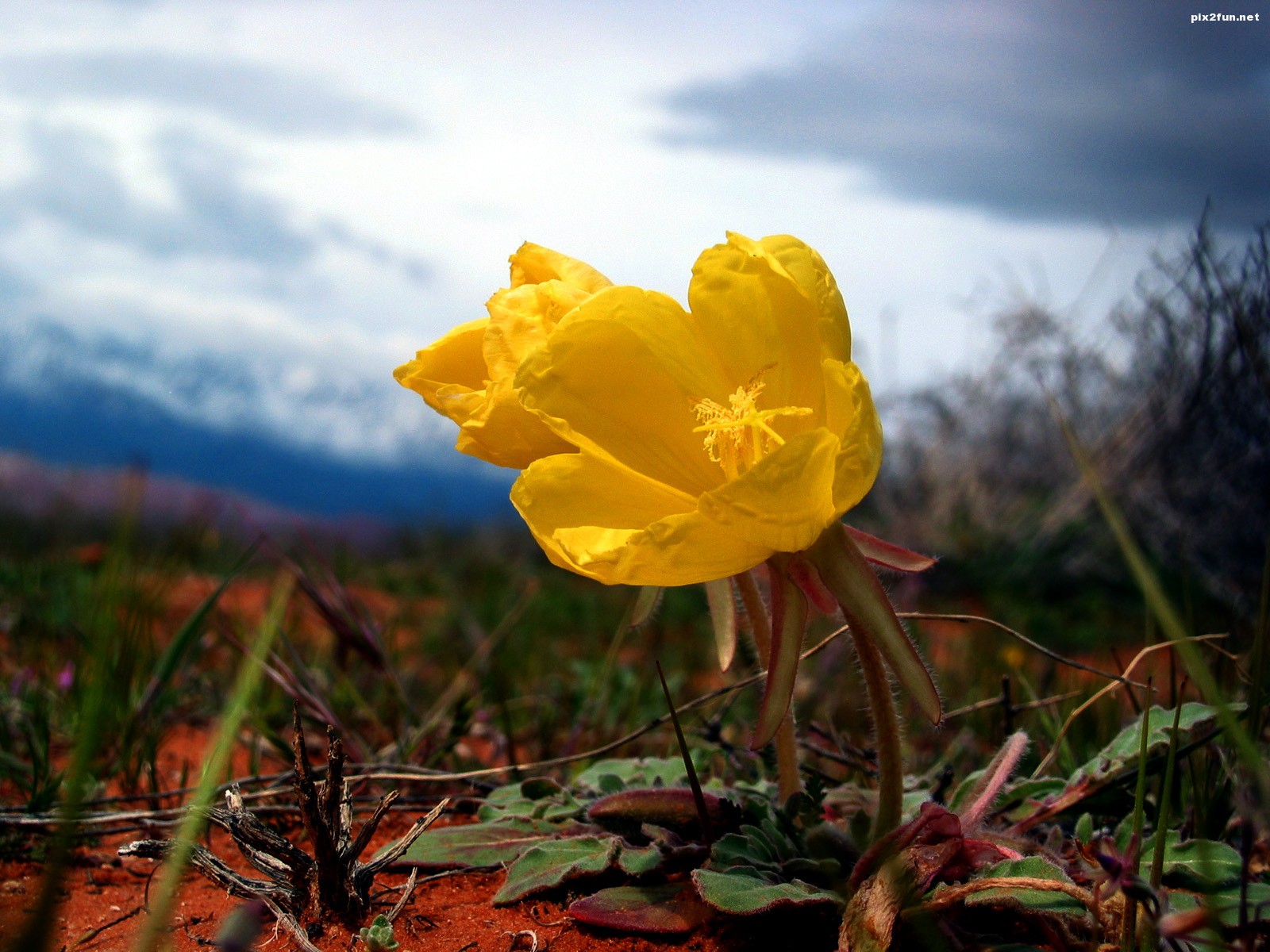 والپیپر های بسیار زیبا با موضوع گل