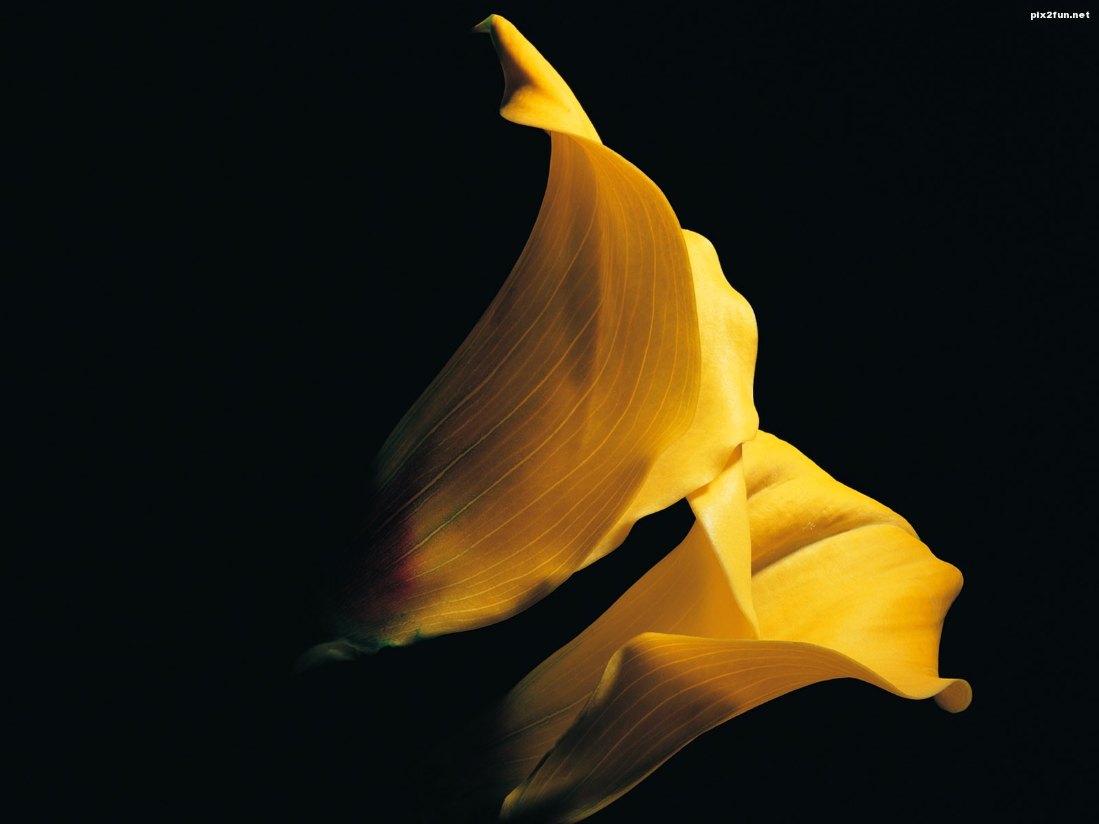 بک گراندهای بسیار زیبا با موضوع گل