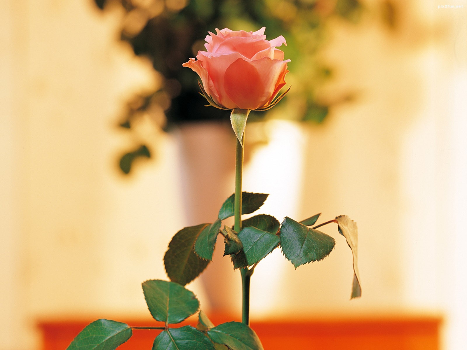 بک گراندهای بسیار زیبا با موضوع گل