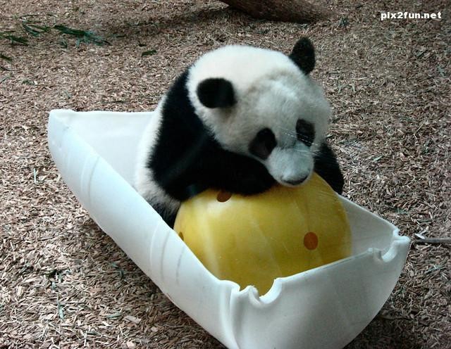 عکس از حیوانات با نمک