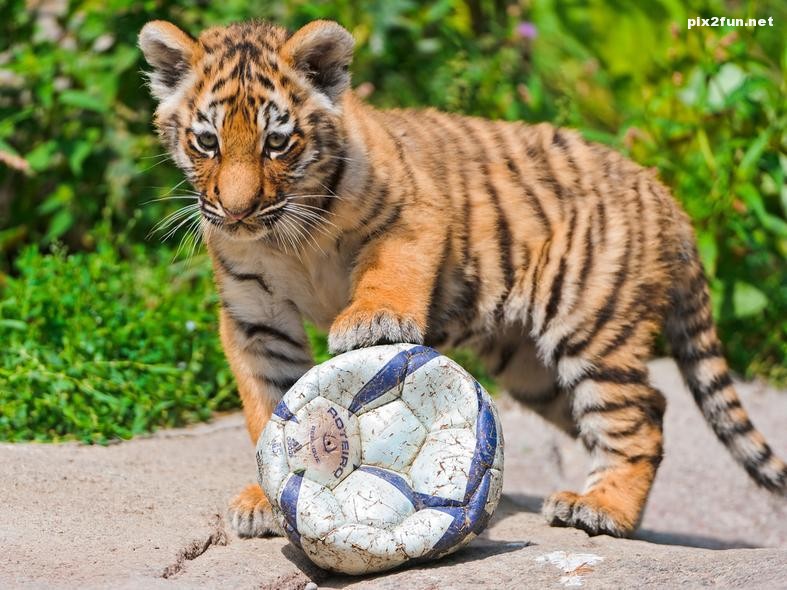 عکس از حیوانات با نمک