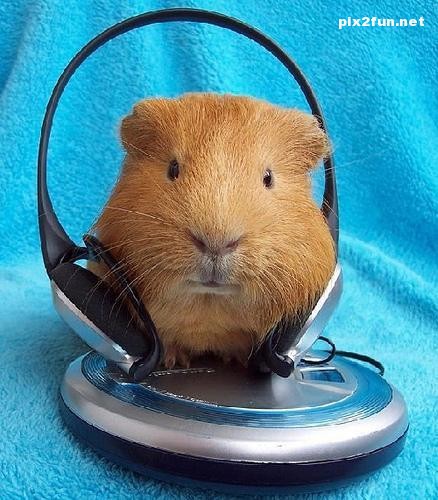 عکس از حیوانات با نمک