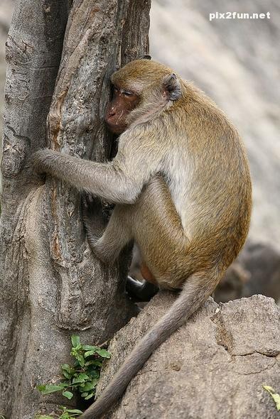 عکس از حیوانات با نمک