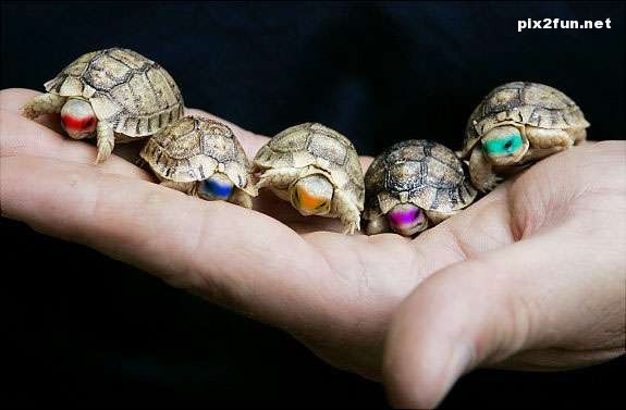 عکس از حیوانات با نمک