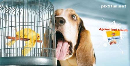 تصاویری از تبلیغات جالب علیه بوی دهان