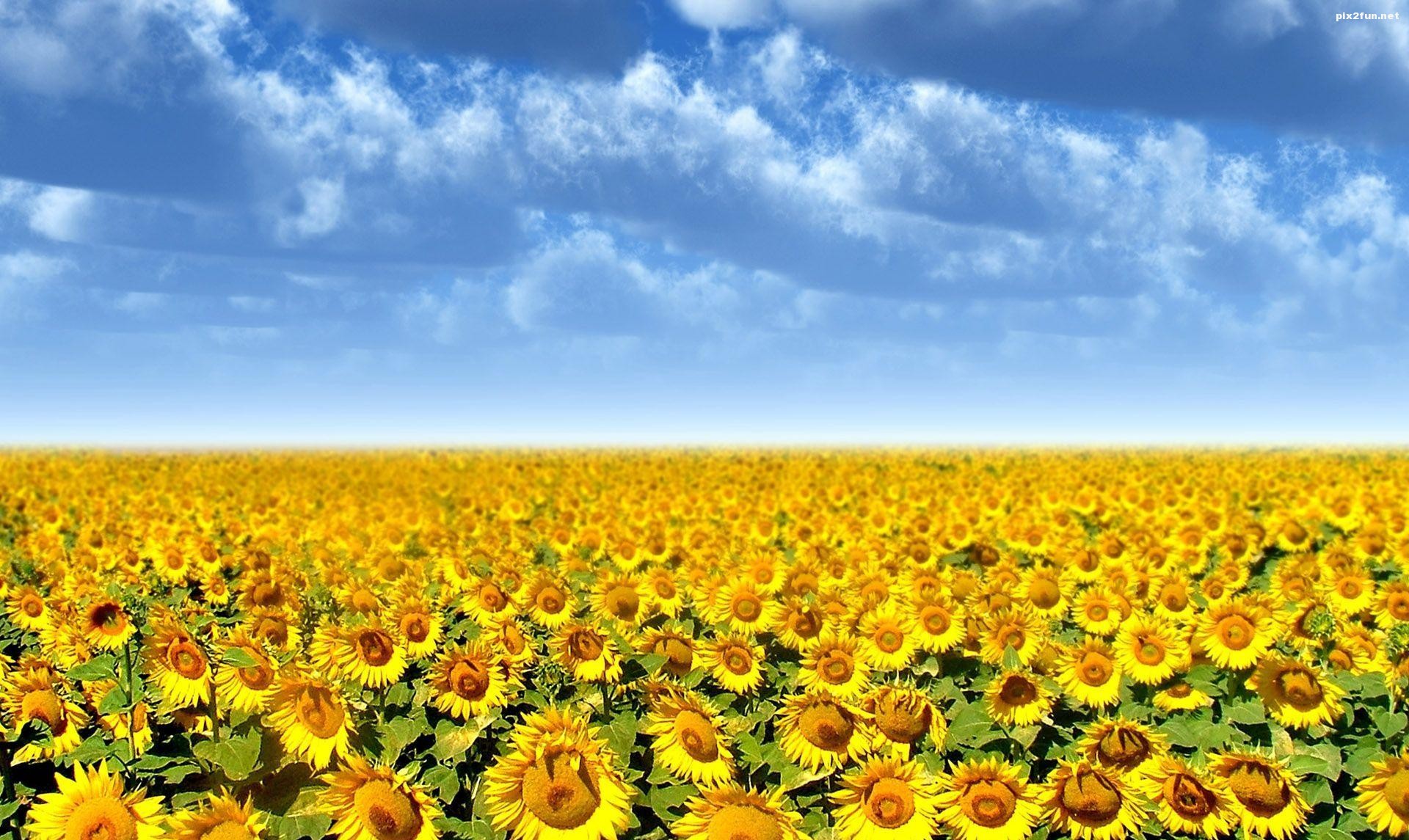 جدیدترین والپیپر های HD گل آفتاب گردان