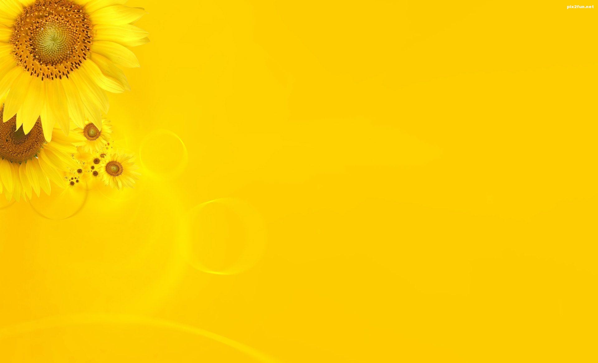 جدیدترین والپیپر های HD گل آفتاب گردان