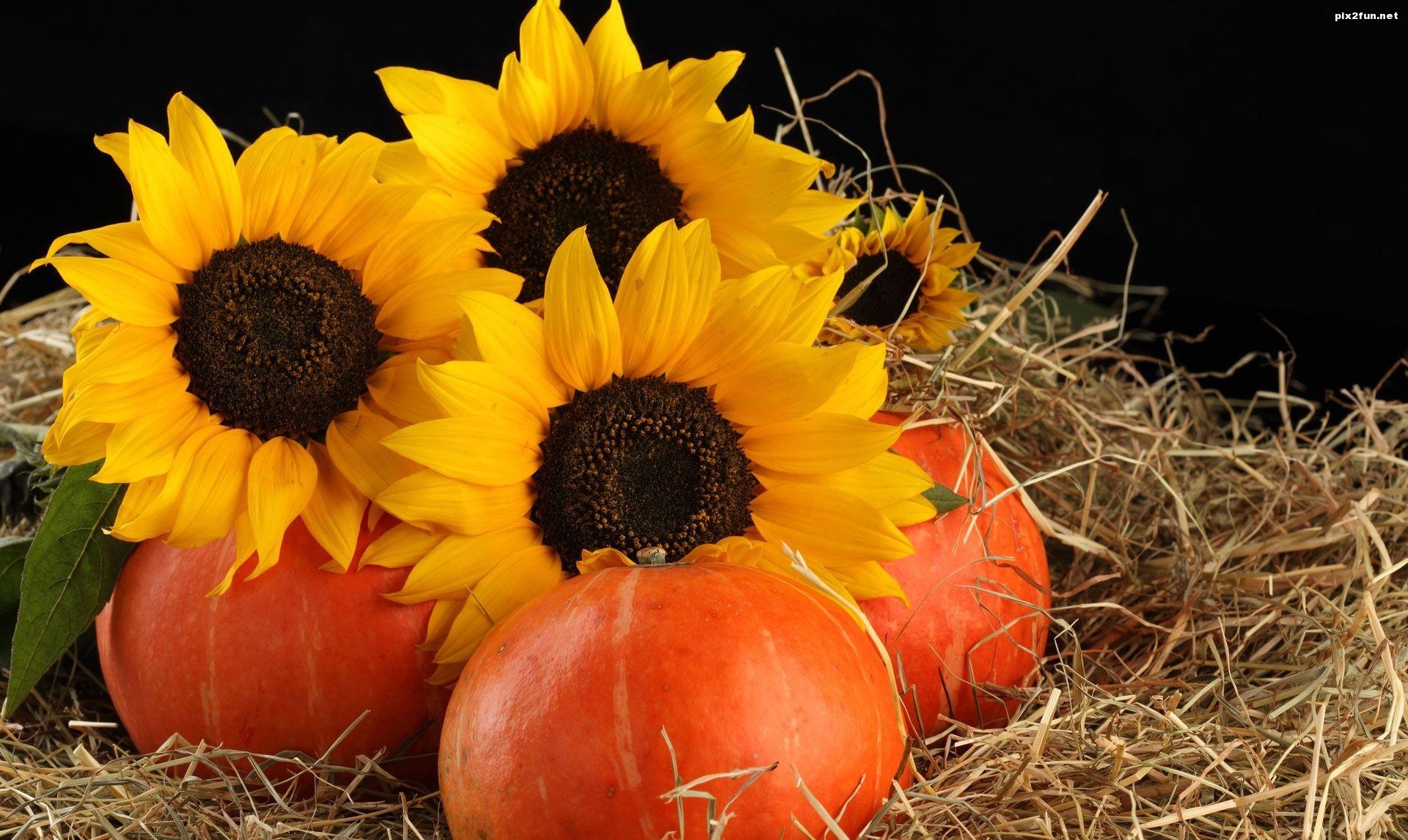 جدیدترین والپیپر های HD گل آفتاب گردان