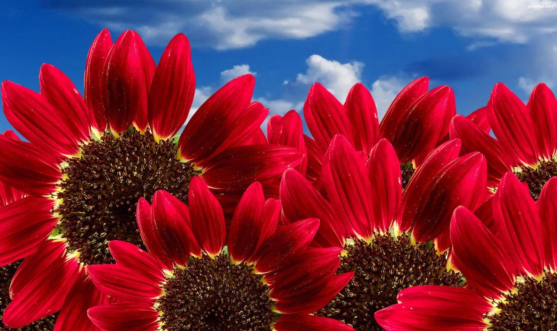 جدیدترین والپیپر های HD گل آفتاب گردان