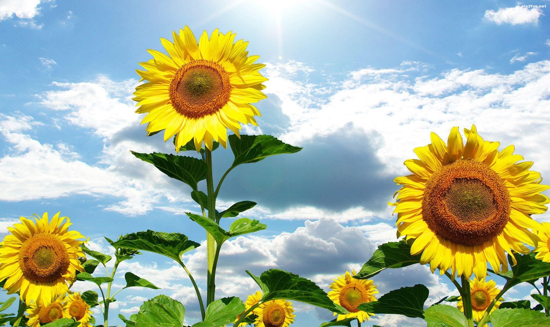 والپیپر گل آفتابگردان با کیفیت HD