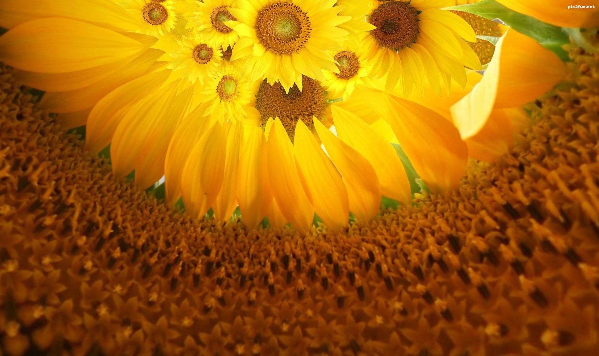 والپیپر گل آفتابگردان با کیفیت HD