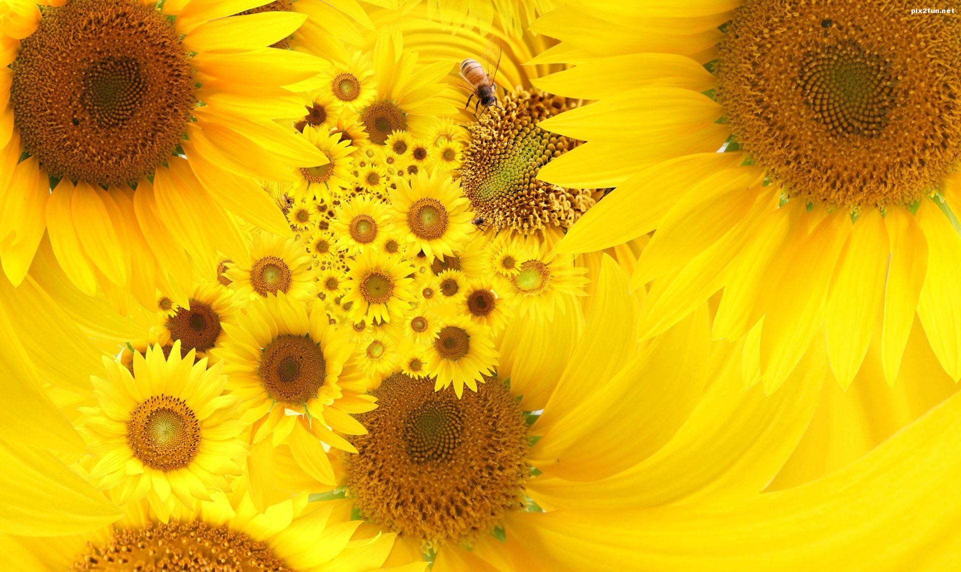 والپیپر گل آفتابگردان با کیفیت HD