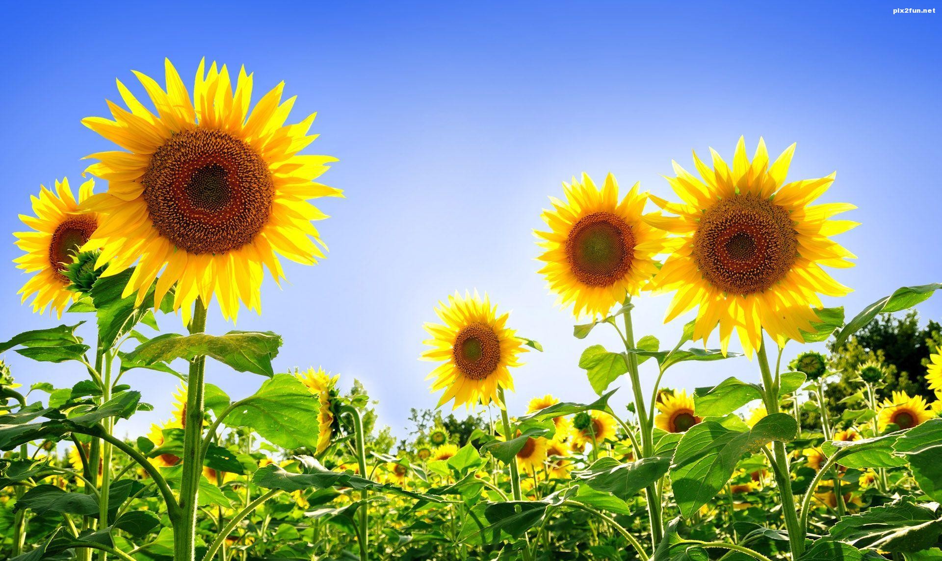 والپیپر گل آفتابگردان با کیفیت HD