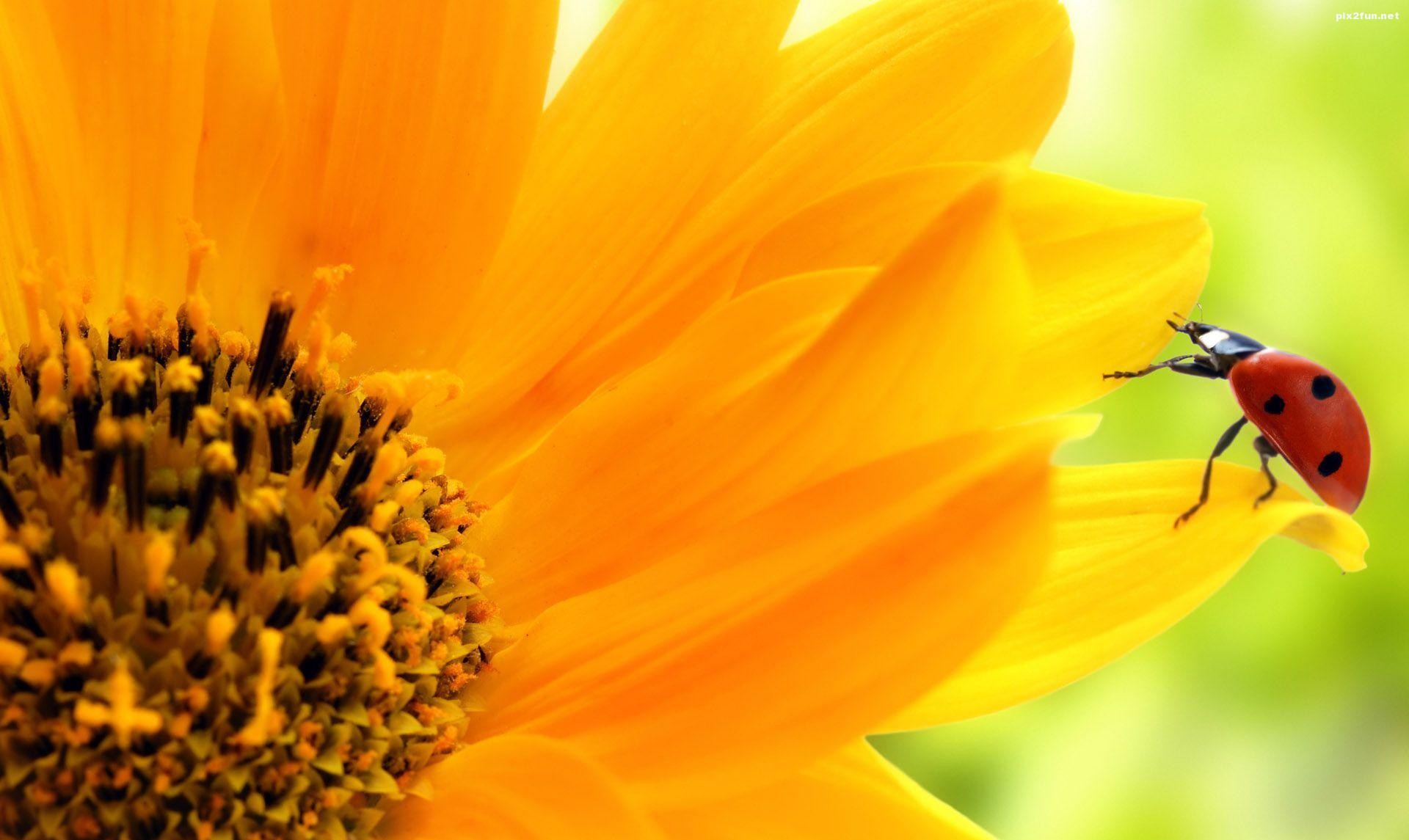 والپیپر گل آفتابگردان با کیفیت HD