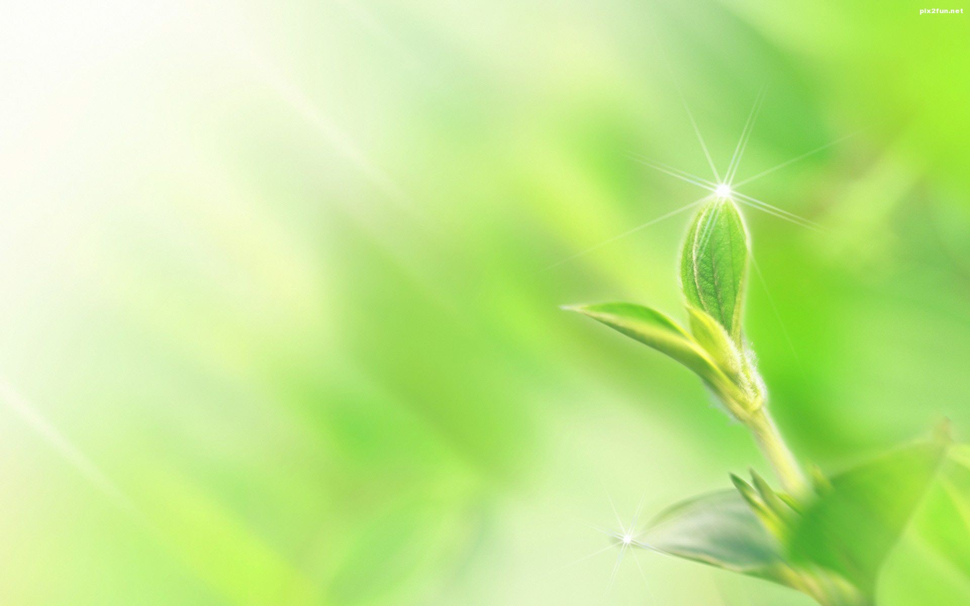 والپیپر های زیبا با طرح گیاه