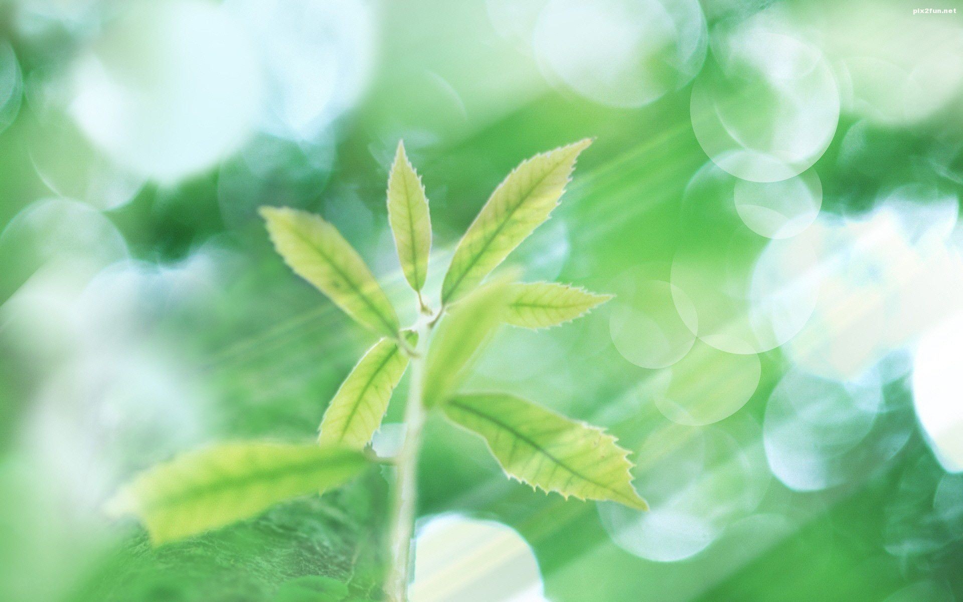 والپیپر های زیبا با طرح گیاه