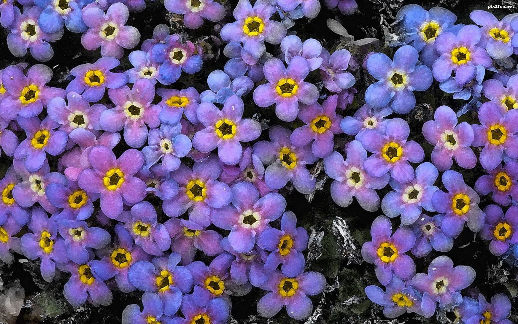 والپیپر های بسیار زیبا از گل های آبی