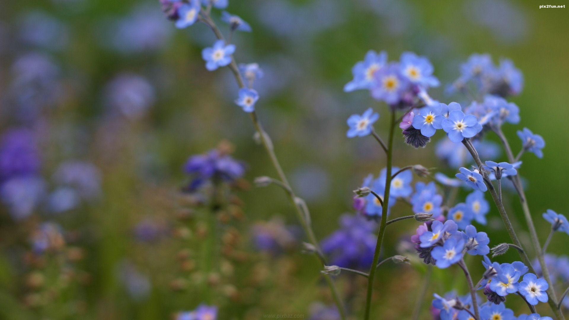 والپیپر های بسیار زیبا از گل های آبی