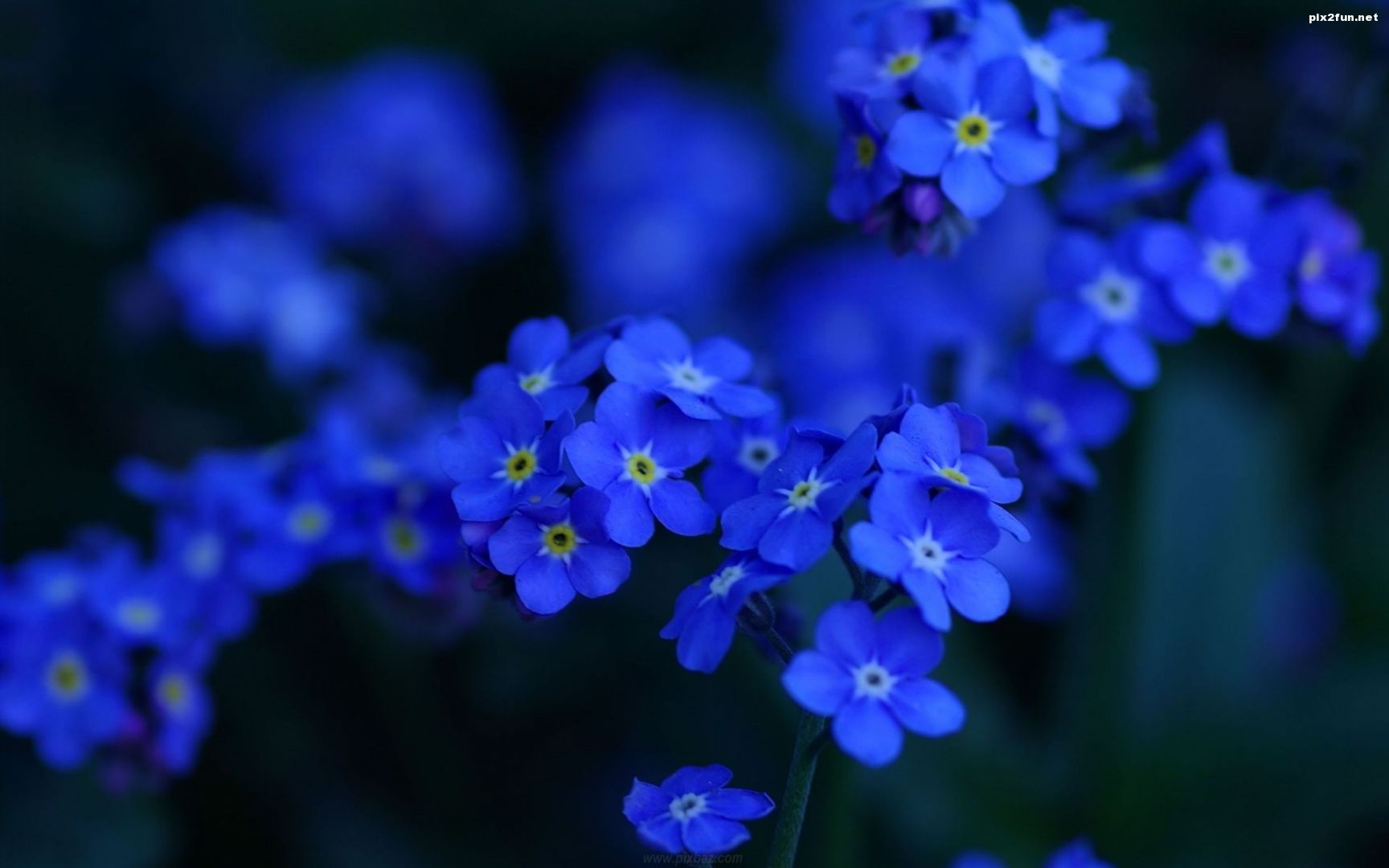 والپیپر های بسیار زیبا از گل های آبی