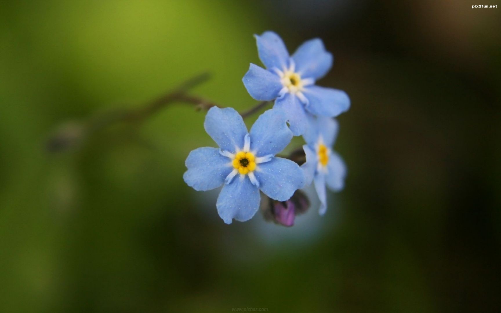 والپیپر گل های آبی با کیفیت HD