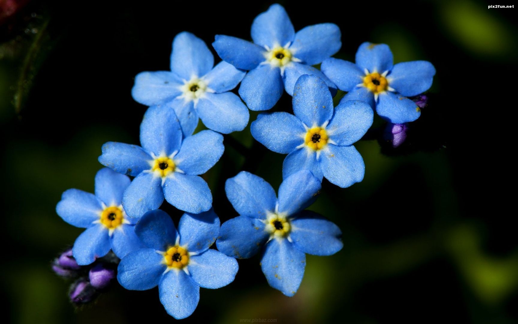 والپیپر گل های آبی با کیفیت HD