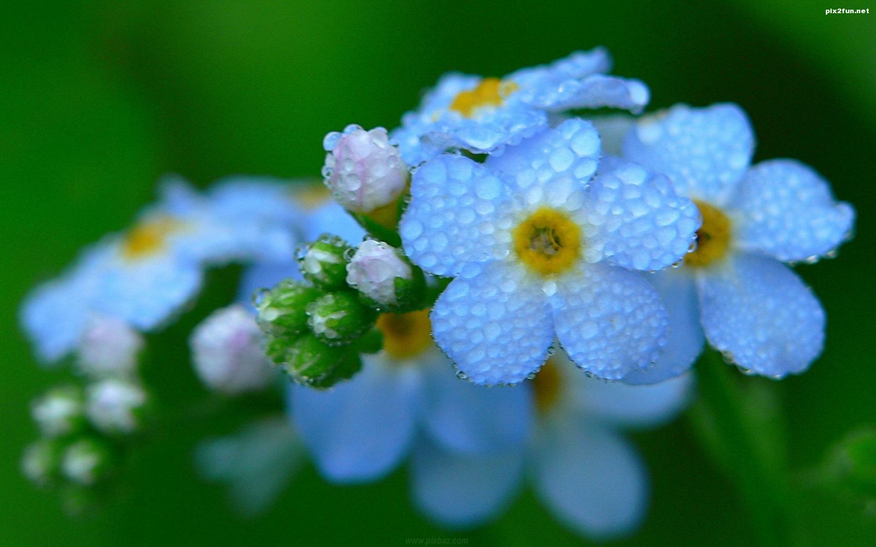 والپیپر های بسیار زیبا از گل های آبی