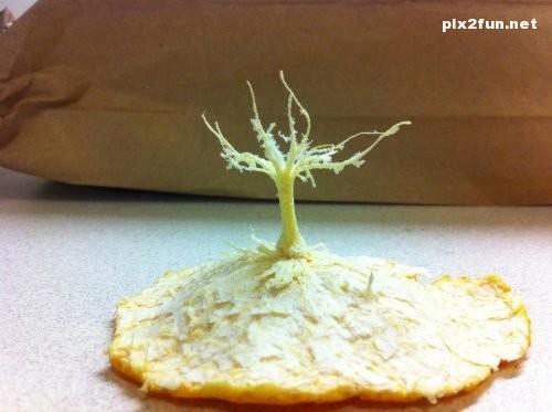 عکس های بسیار زیبا از بازی با غذا ها