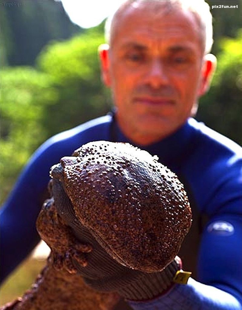 عکس از جالب ترین ماهی های دنیا