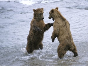 http://www.pix2fun.net/wp-content/uploads/Bear-Boxing-300x225.jpg