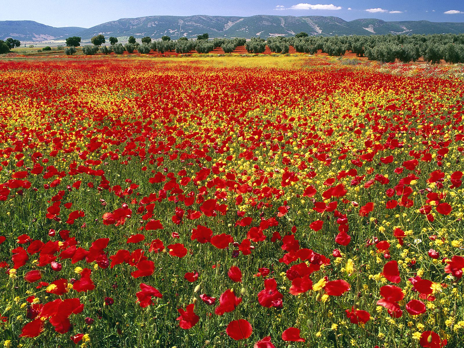 http://www.pix2fun.net/wp-content/uploads/Endless-Poppies-Spain.jpg