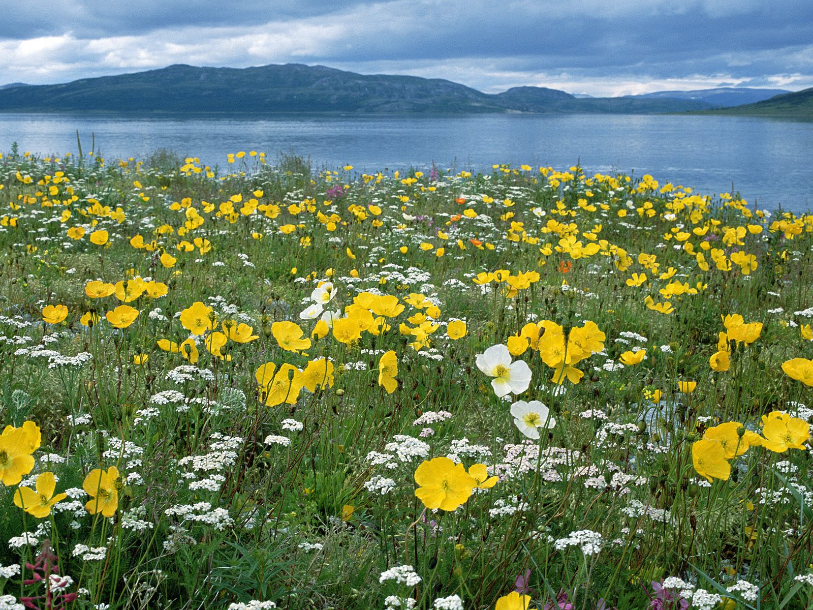 http://www.pix2fun.net/wp-content/uploads/Field-of-Arctic-Poppies-Near-Nain-Labrador-Canada.jpg