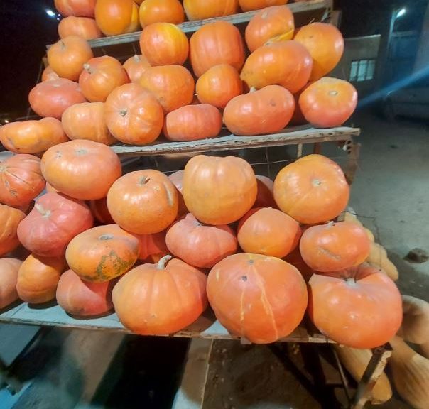 عکس کدو تنبل